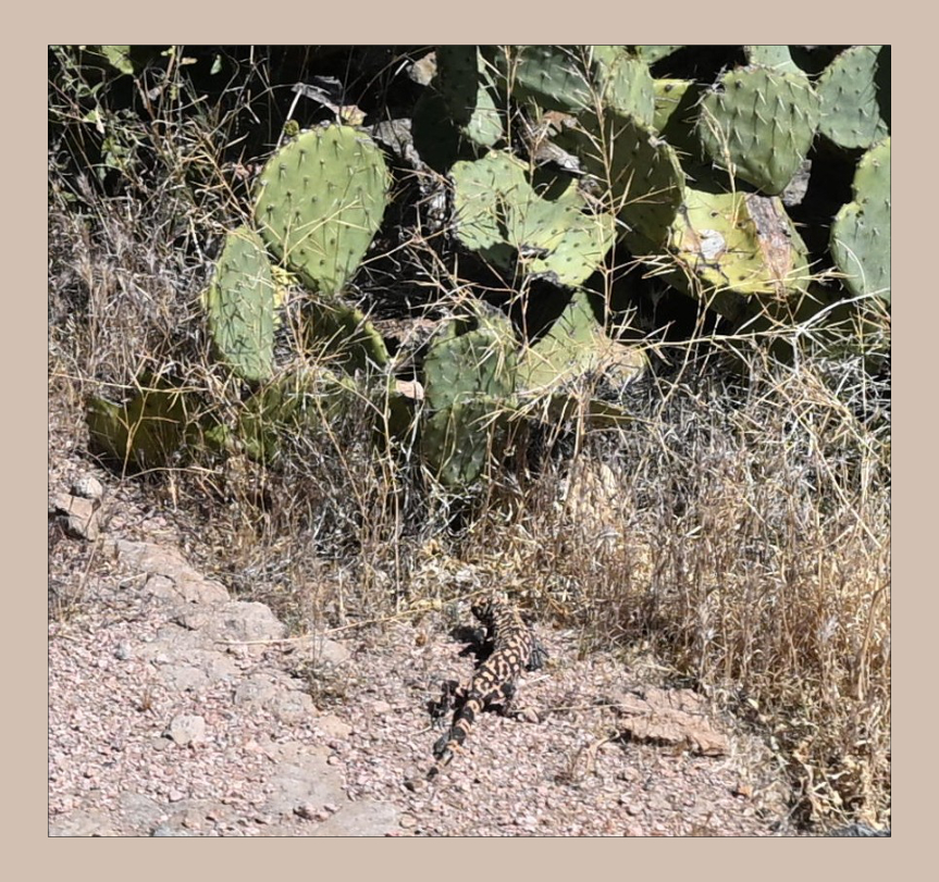 a picture of a prickly pear cactus with a small Gila monster under it